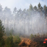 В Свердловской области ужесточат наказания за лесные пожары